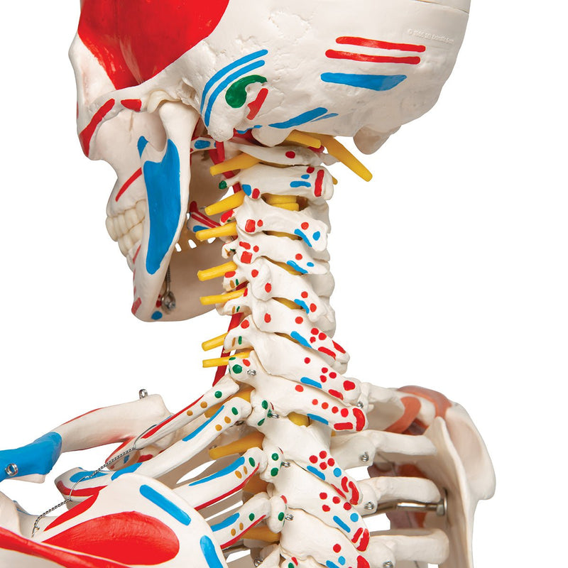 Sam Skeleton with Muscles and Ligaments on Pelvic Stand