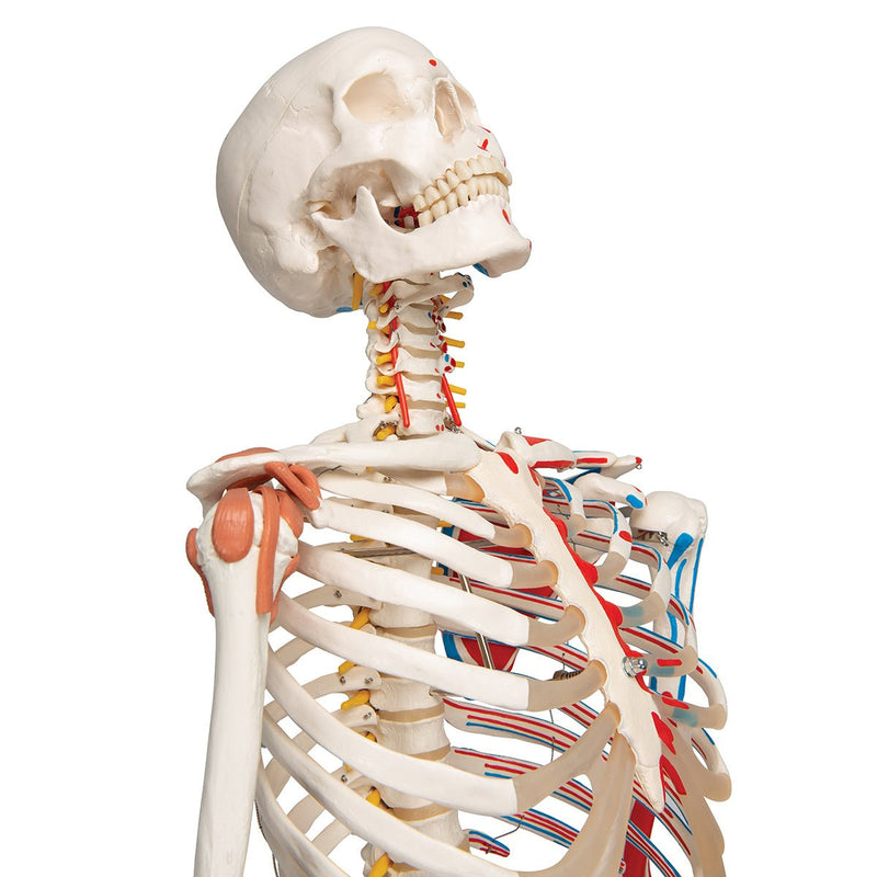 Sam Skeleton with Muscles and Ligaments on Pelvic Stand