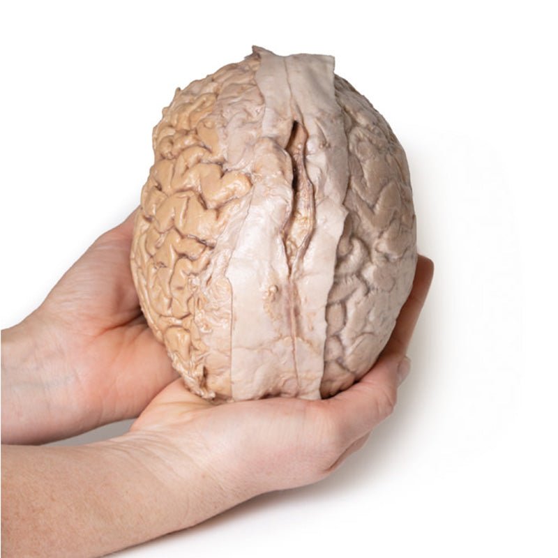 3D Printed Brain (Cerebrum)
