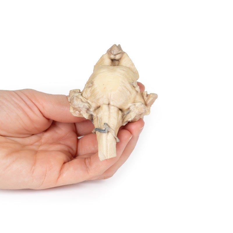 3D Printed Brain Stem, Isolated Anatomy From Midbrain to Medulla Oblongata