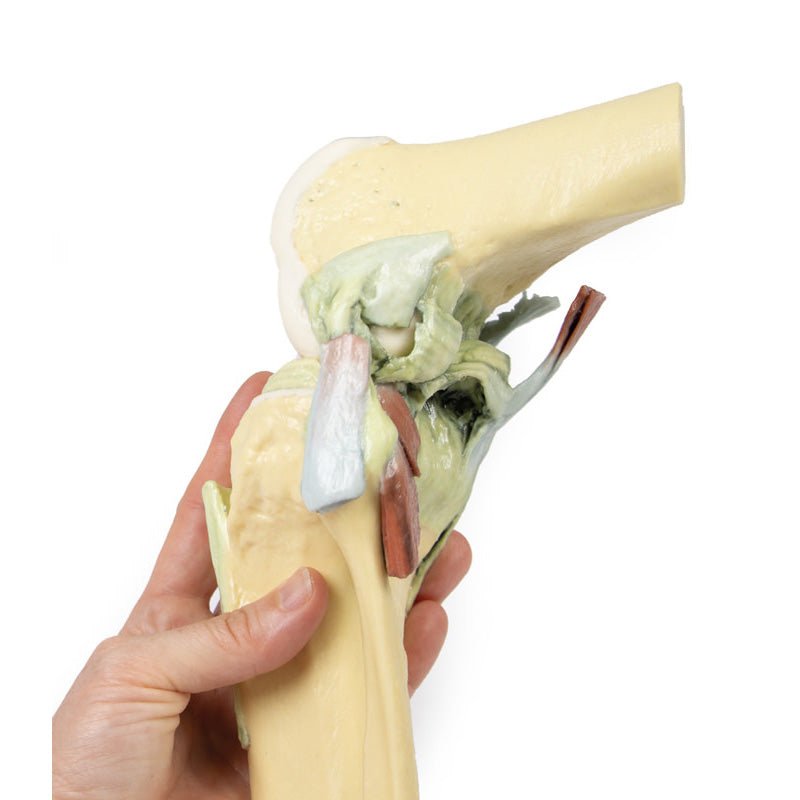 3D Printed Knee Joint Model