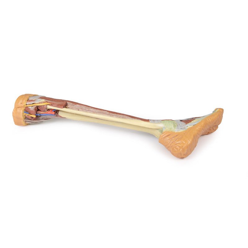 3D Printed Lower Limb - deep dissection Model