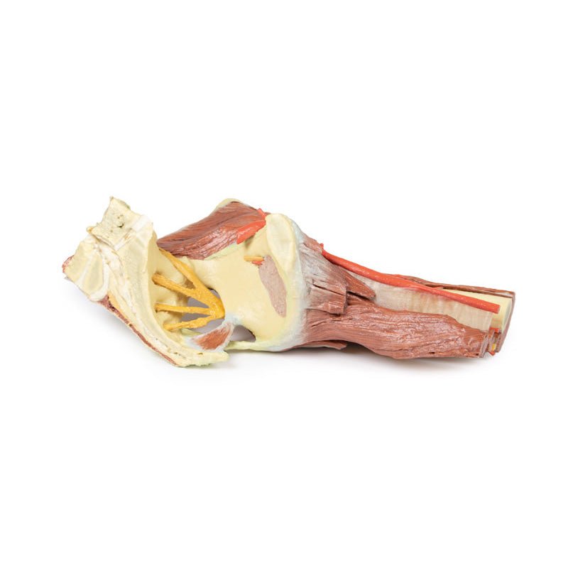 3D Printed Lower Limb - deep dissection of a left pelvis and thigh