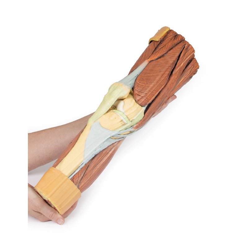 3D Printed Lower Limb Musculature Model