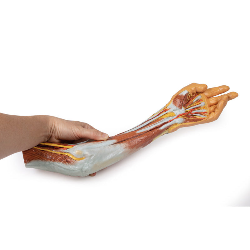 3D Printed Arm, Forearm and Hand Replica