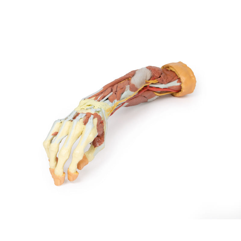 3D Printed Deep Upper Limb and Hand Model