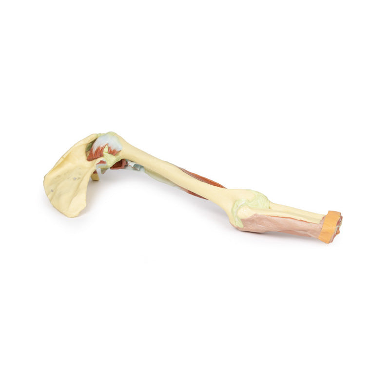 3D Printed Upper Limb - Biceps, Bones and Ligaments Model
