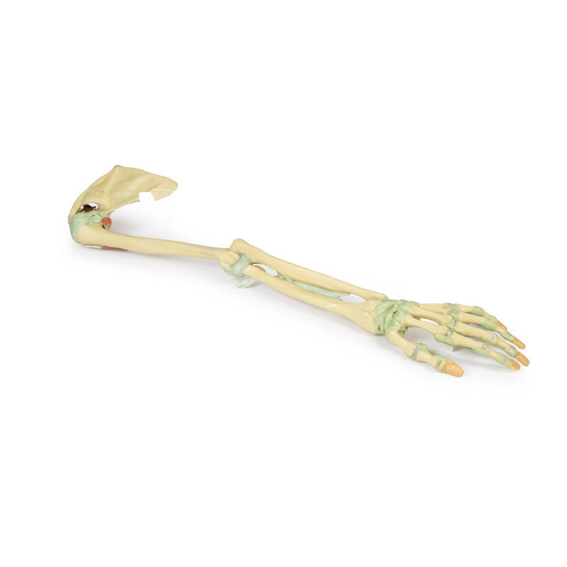 3D Printed Upper Limb Skeleton and Ligaments