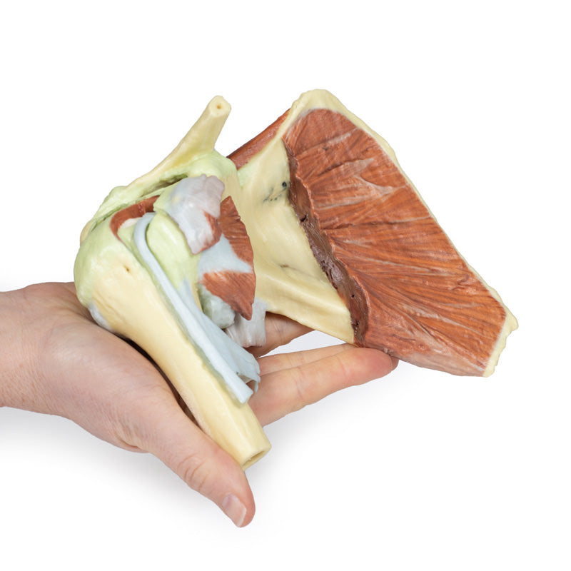 3D Printed Shoulder with deep dissection of a right shoulder