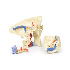 3D Printed Temporal Bone Model, Set of 3