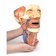 3D Printed Head and Visceral Column of the Neck