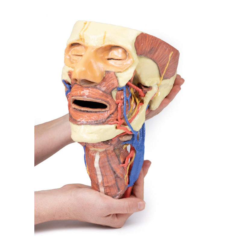 3D Printed Head and Visceral Column of the Neck