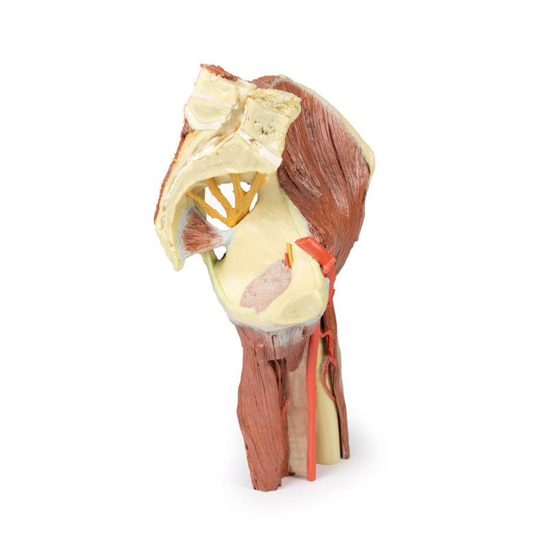 3D Printed Lower Limb - deep dissection of a left pelvis and thigh