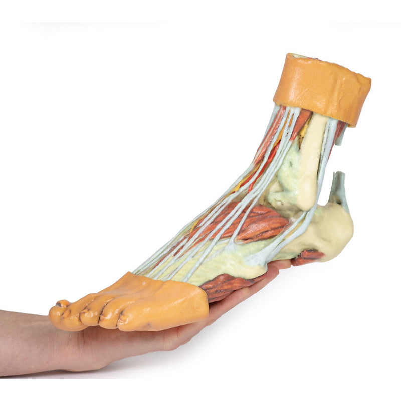 3D Printed Foot - Structures of the plantar surface