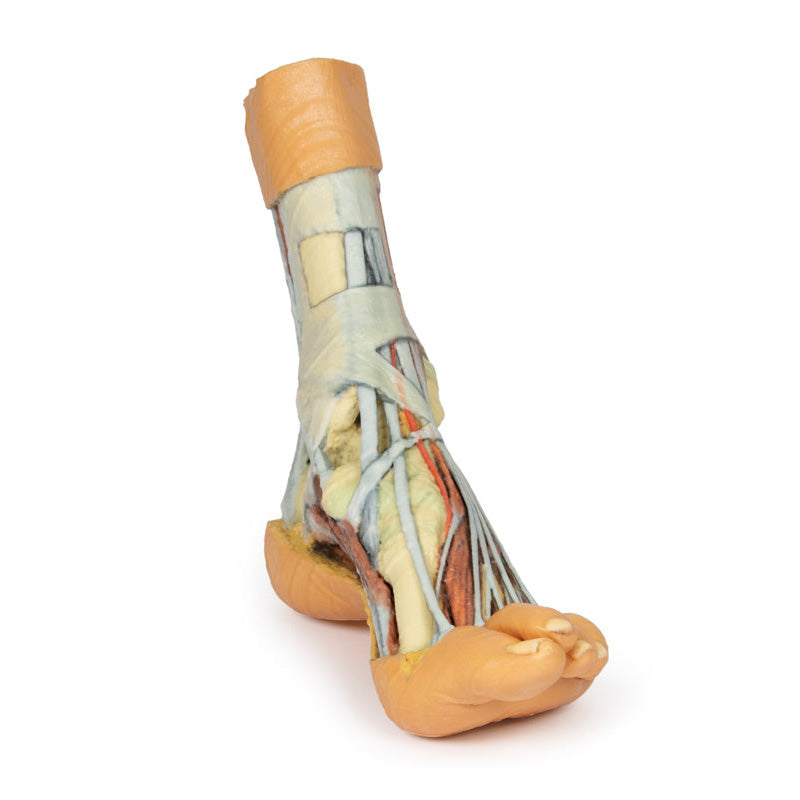 3D Printed Foot Model with superficial and deep dissection of foot