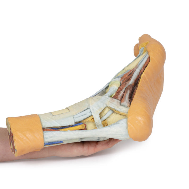 3D Printed Foot Model with superficial and deep dissection of foot