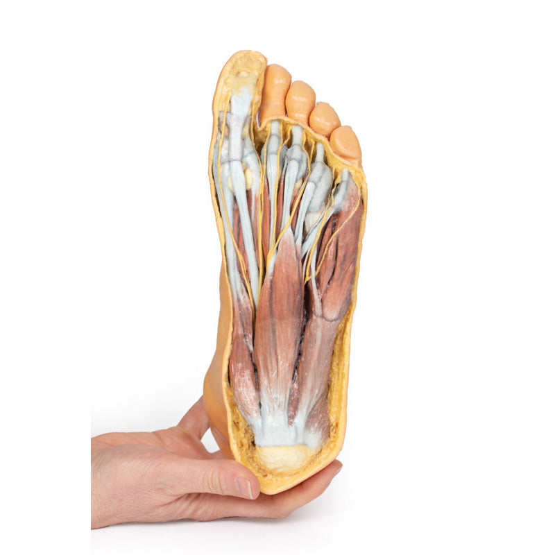 3D Printed Foot, Plantar surface and superficial dissection