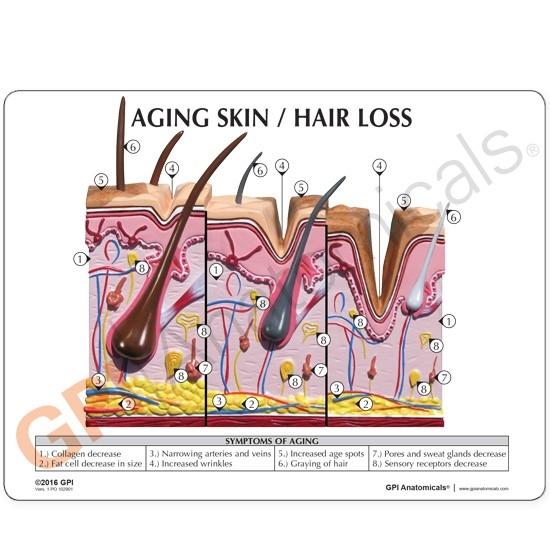 Aging Skin, Hair Loss and Normal Skin