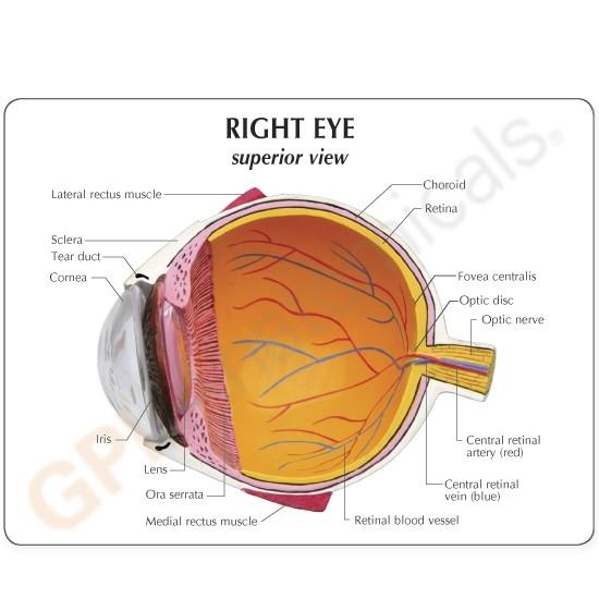 Anatomical Eye Model