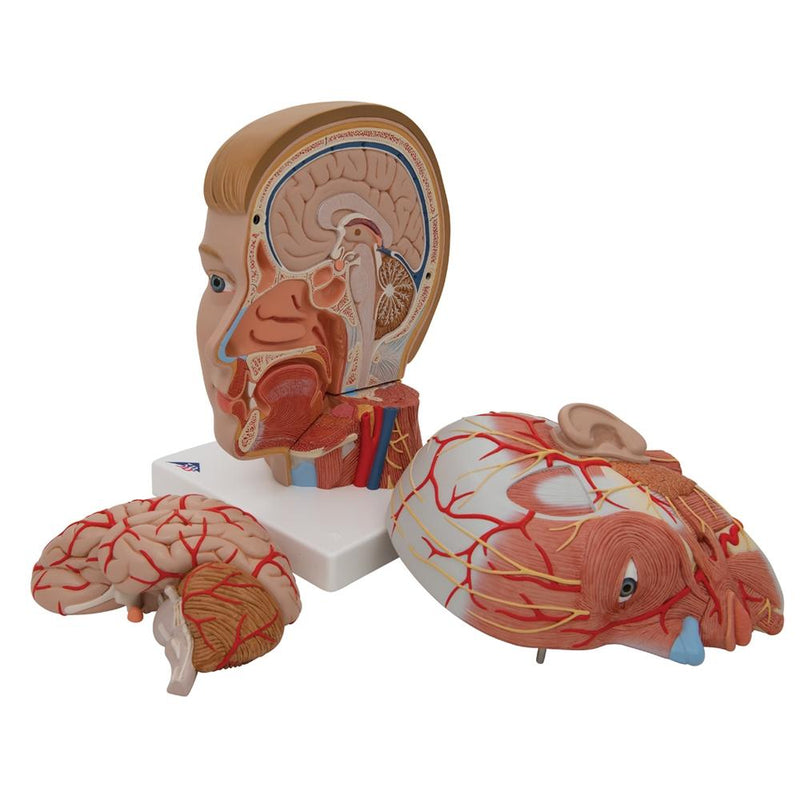 Anatomical Head Model with Neck, 4-part