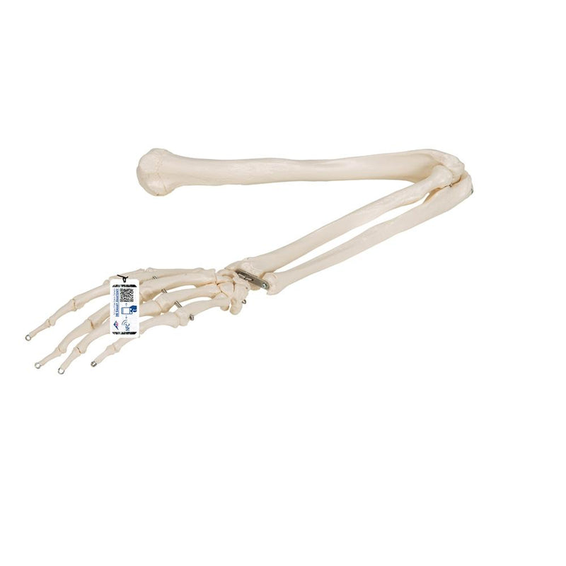 Arm Skeleton Wire Mounted