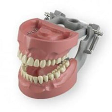 Articulated Dental Model With 32 Removable Teeth - Hard Gum