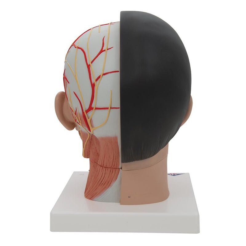 Asian Deluxe Head with Neck, 4 part
