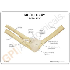 Basic Elbow Joint Model