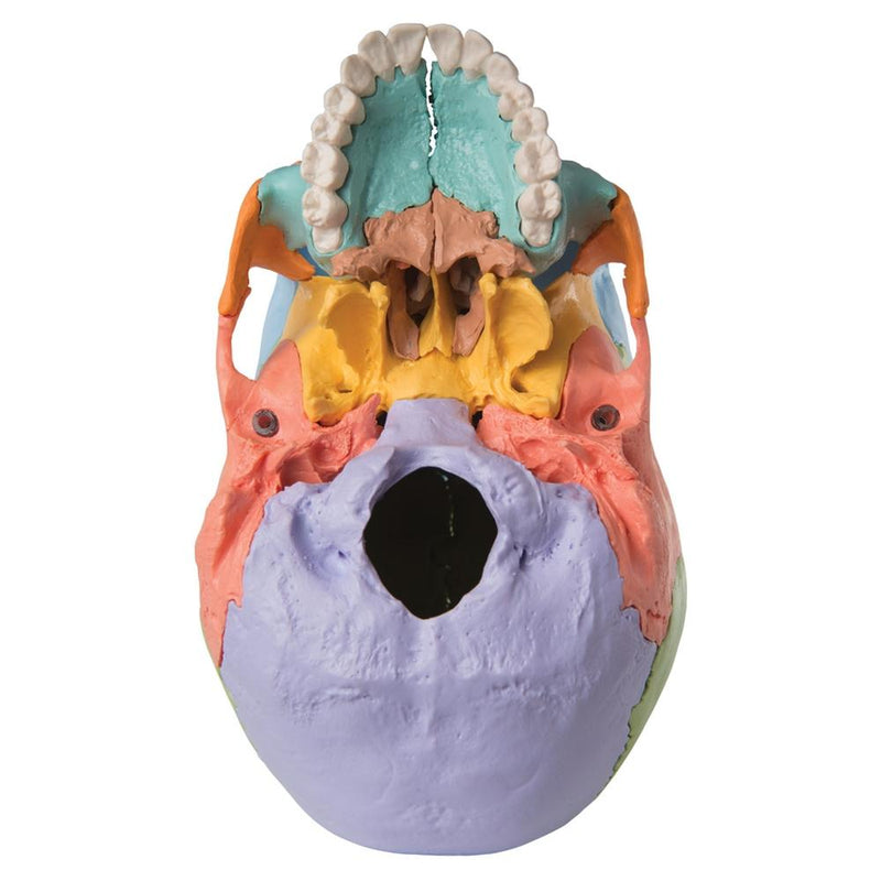 Beauchene Adult Human Skull Model, Colored Version, 22 part