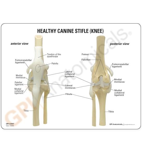 Canine 4-Stage Osteoarthritis Knee Model