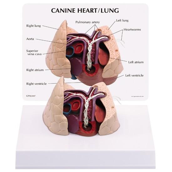 Canine Heart and Lung Model