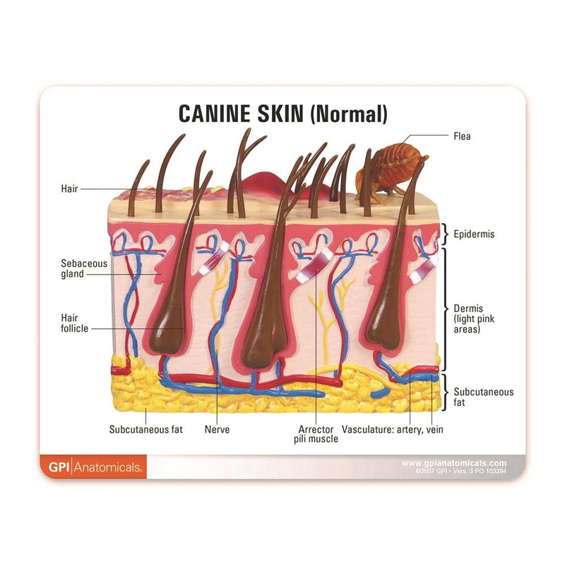 Canine Skin Model with Flea Bite Conditions