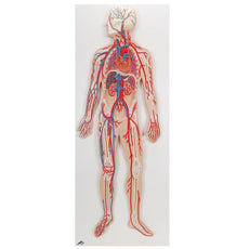 Circulatory System Model, 1-2 Life-Size