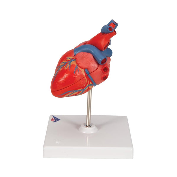 Classic Heart Model, 2-part – GTSimulators.com