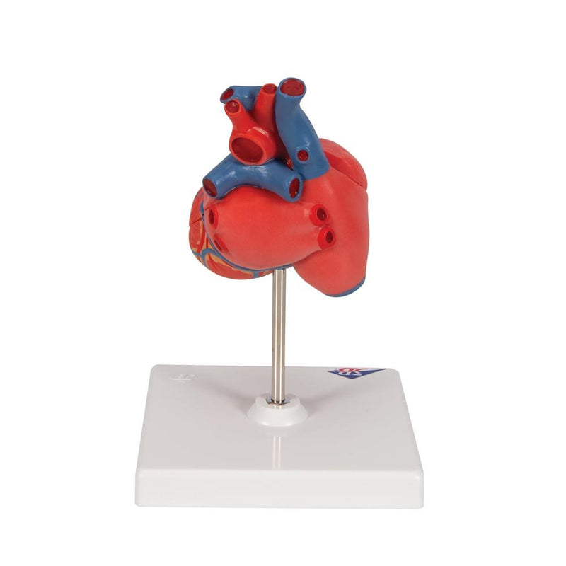 Classic Heart Model, 2-part