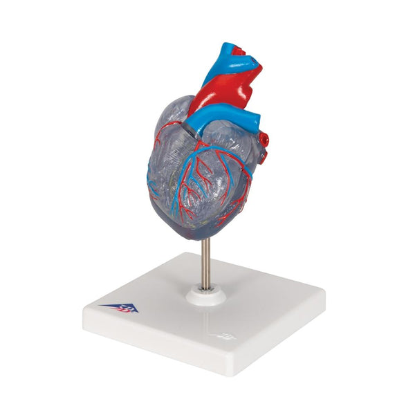 Classic Heart with Conducting System, 2 part – GTSimulators.com