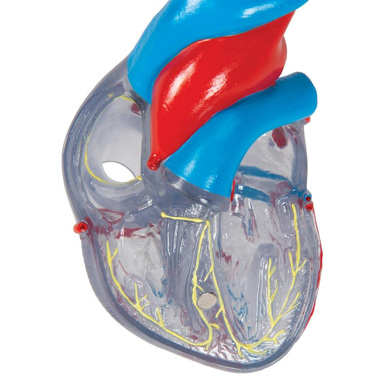Classic Heart with Conducting System, 2 part