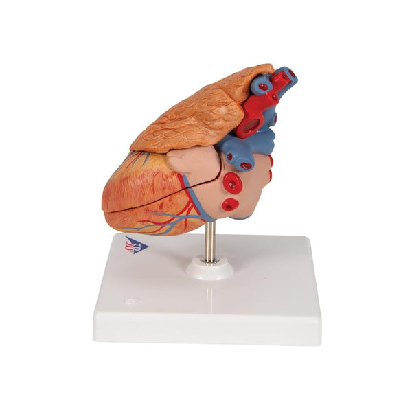 classic-heart-with-thymus-3-