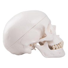 Classic Human Skull Model, 3 part