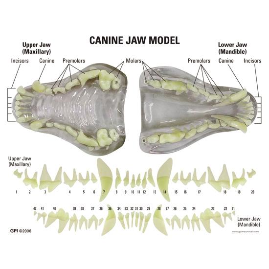 Clear Canine Jaw Model