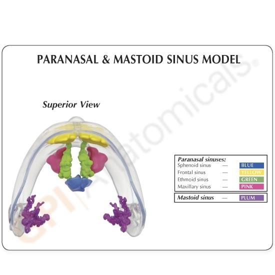 Clear Sinus Model – GTSimulators.com