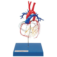 Coronary Artery and Conducting System of the Heart