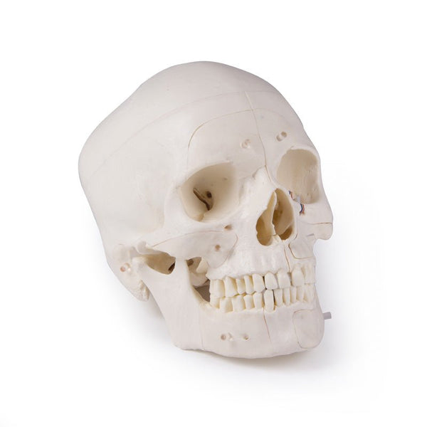 deluxe-demonstration-skull-14-