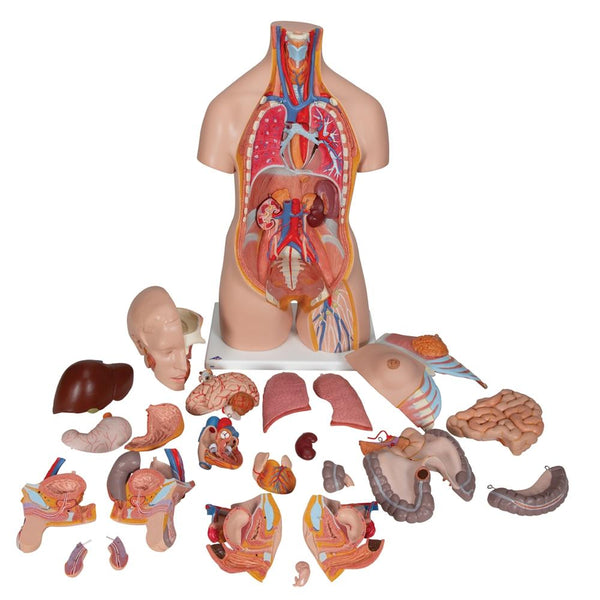 torso sex doll suppliers Sex Doll Head #53 at RealLoveSexDolls.com main image 1