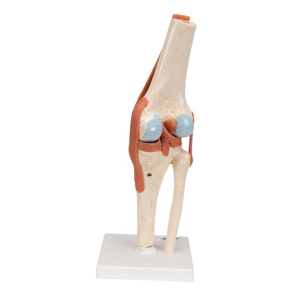 deluxe-functional-knee-joint-