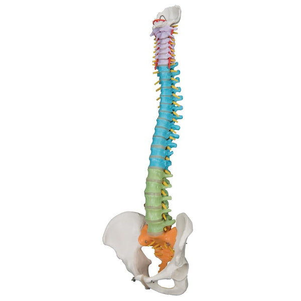 カラーアトラス脊椎・脊髄外科 = Color Atlas of Spine S… Didactic Flexible Spine Model – GTSimulators.com