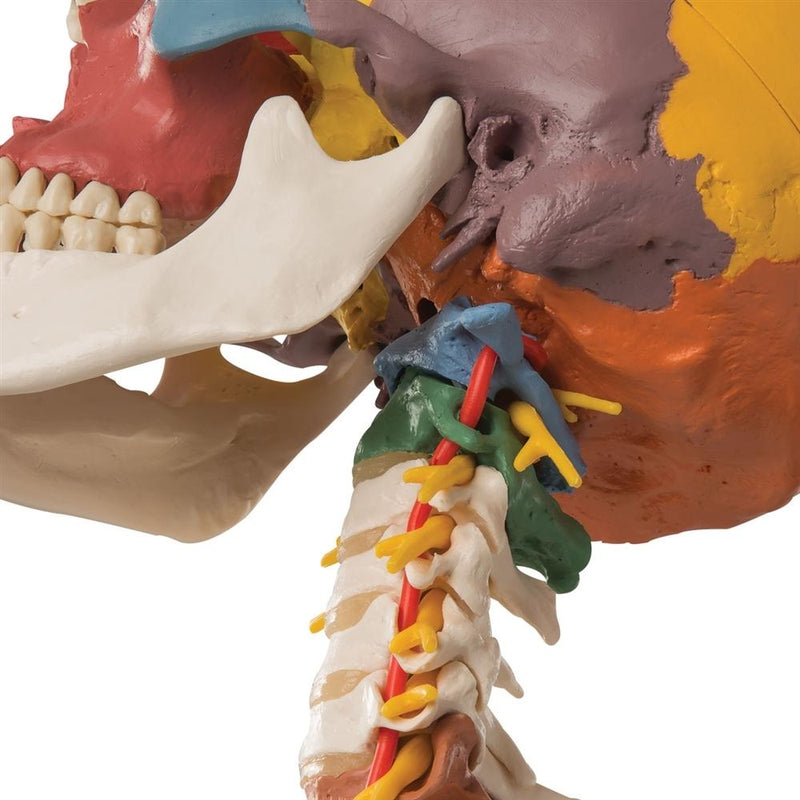 Didactic Skull Model on Cervical Spine, 4 part