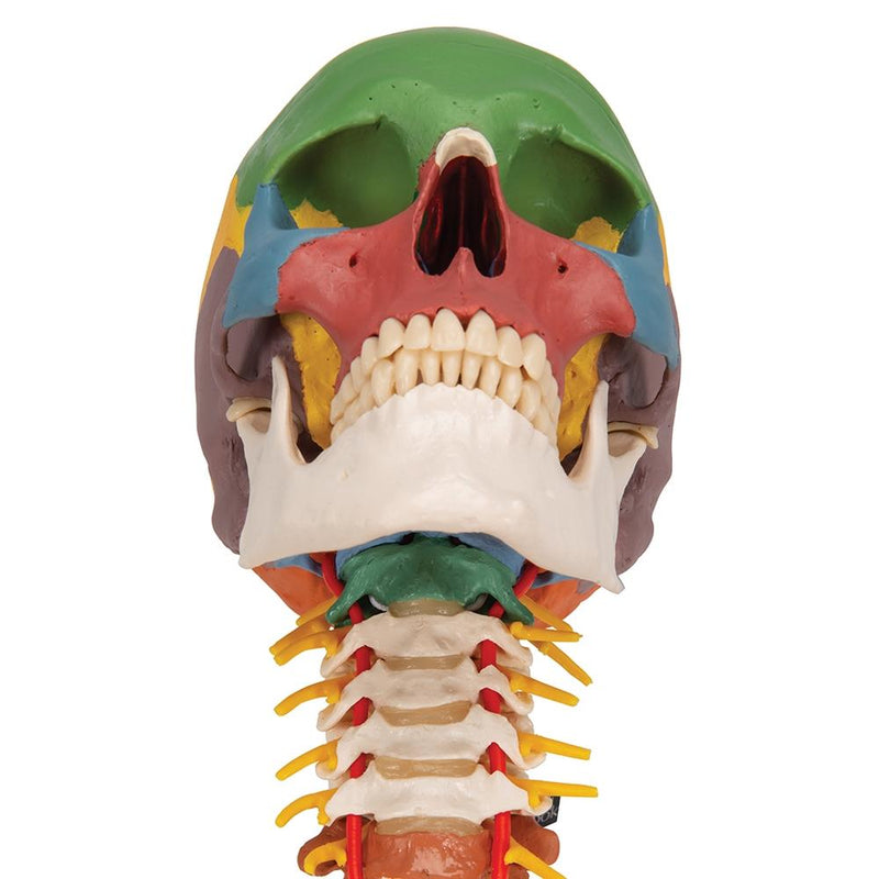 Didactic Skull Model on Cervical Spine, 4 part