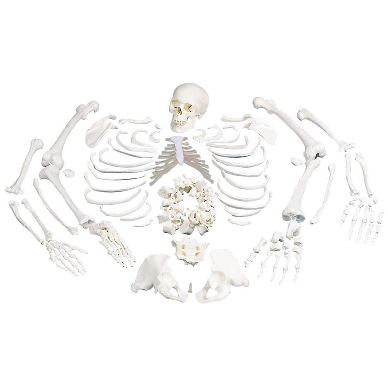 Disarticulated Full Anatomical Skeleton Model with 3-part Skull