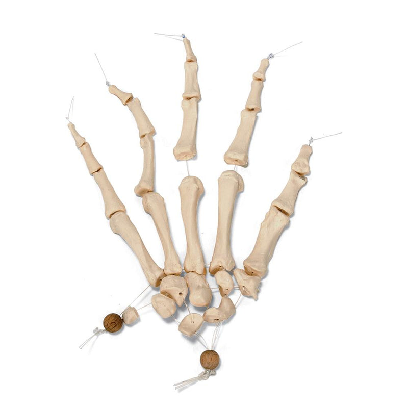 Disarticulated Half Human Skeleton Loosely Articulated Hand and Foot